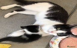 Domestic Shorthair cats for sale:  classic black and white kittens - Image 3