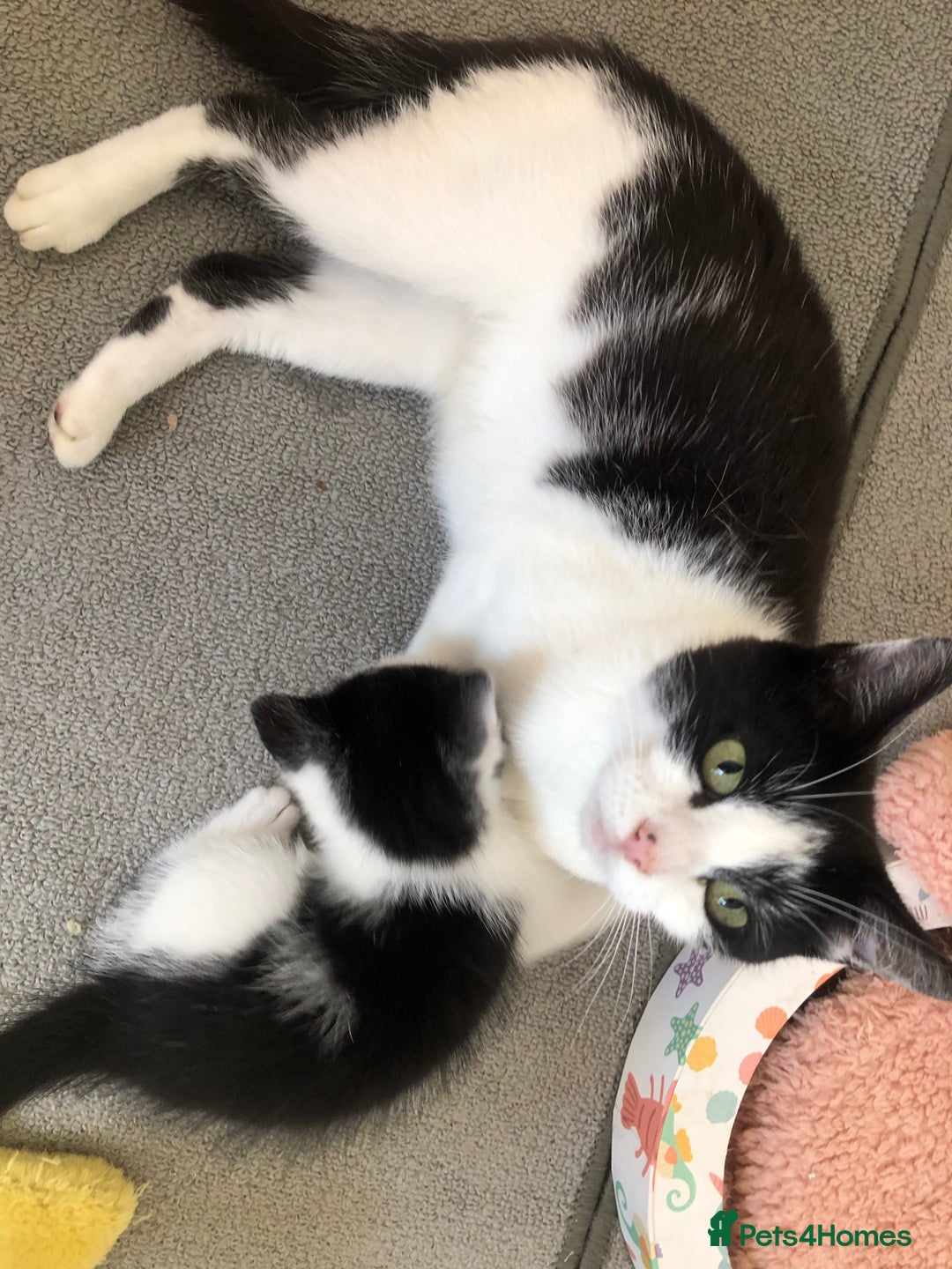 Domestic Shorthair cats for sale:  classic black and white kittens - Image 3