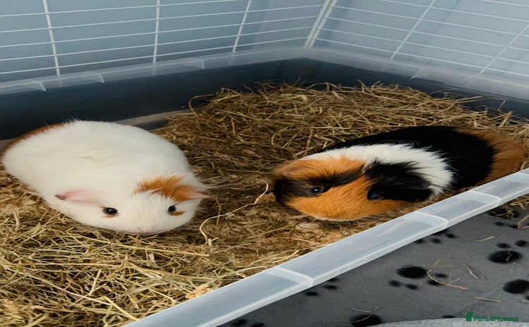 Guinea Pig rodents - Advert 1