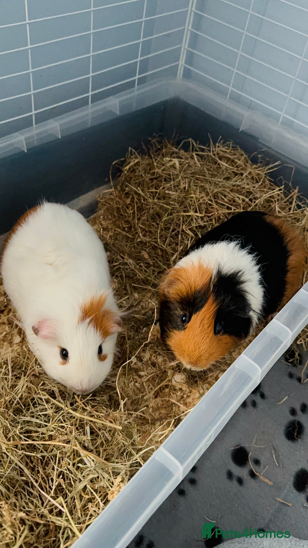 Guinea Pig rodents for sale: Guinea Pigs for Sale - Image 1
