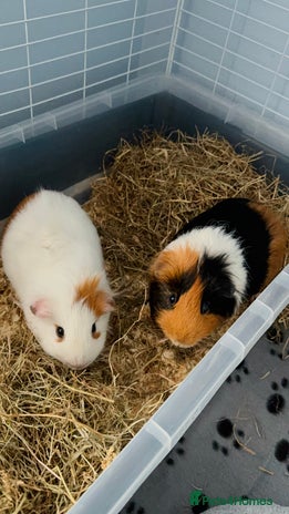Guinea Pig rodents - Advert 1