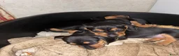 Dachshund dogs for sale: Short-Haired Dachshund Puppies  in Cheltenham - Advert 4
