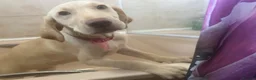 Labrador Retriever dogs for sale: Gorgeous Labrador Puppies, ready for forever homes - Advert 9