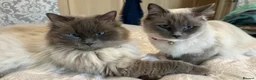 Ragdoll cats for sale: Beautiful 11-Week-Old Ragdoll Kitten 🩷 - Advert 5