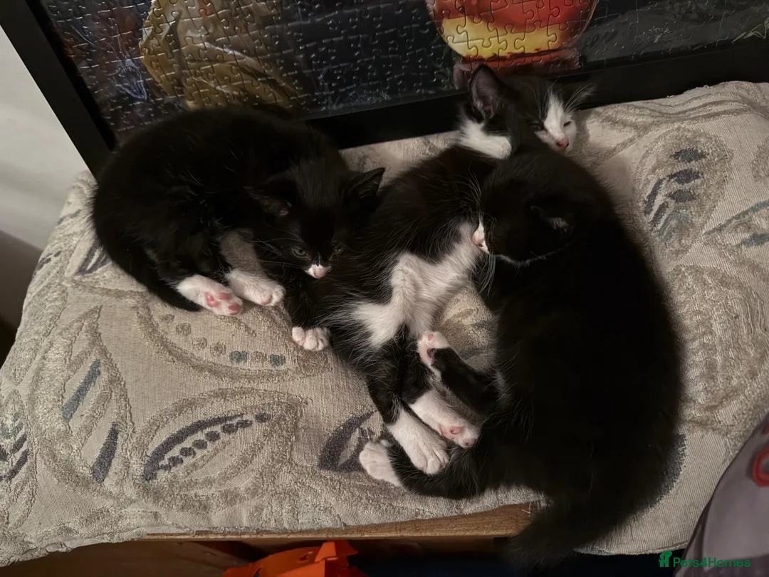 Mixed Breed cats for sale: Kittens ready for their forever home  - Advert 5