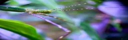 Stick Insects invertebrates for sale: 8x Nymphs of Myronides Glaucus ‘Peleng’ - Advert 5
