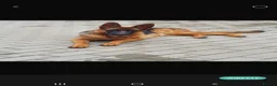 German Shepherd dogs for sale: German sheperd puppies Champion line - Advert 10