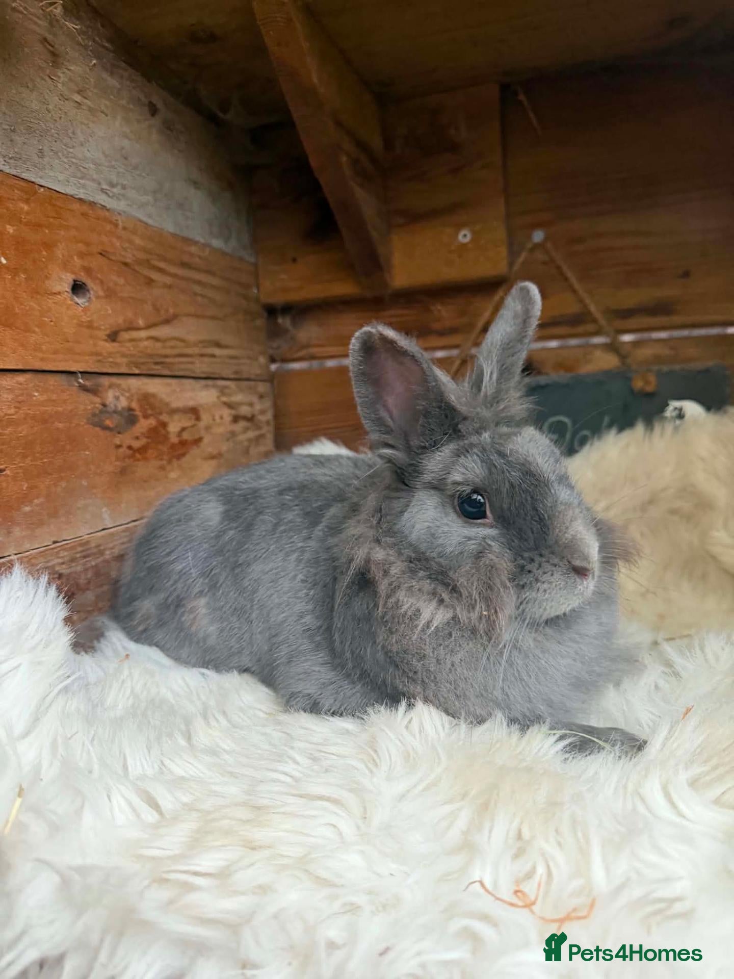 Lionhead rabbits for sale: Lionhead doe and netherland dwarf doe  - Advert 6
