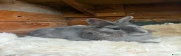 Lionhead rabbits for sale: Lionhead doe and netherland dwarf doe  - Advert 1