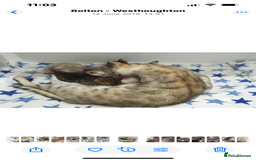 Bengal cats for sale: OUTSTANDING TICA reg BENGAL KITTENS - Advert 2