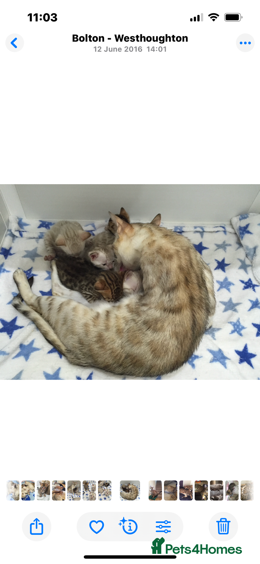 Bengal cats for sale: OUTSTANDING TICA reg BENGAL KITTENS - Advert 2