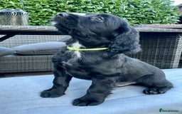 Mixed Breed dogs for sale: Gorgeous litter of 8 x F1 Sprocker Spaniels - Image 4