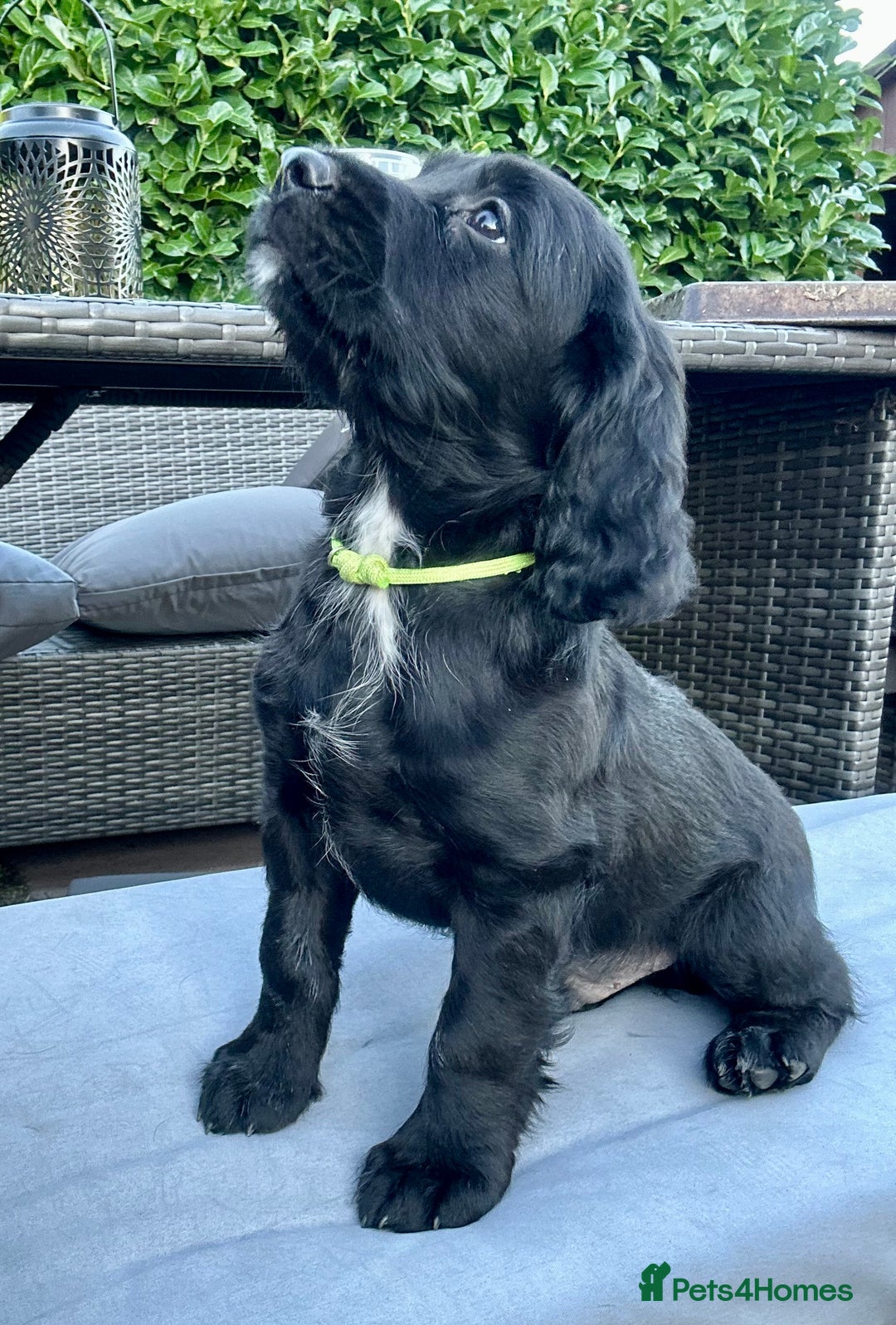 Mixed Breed dogs for sale: Gorgeous litter of 8 x F1 Sprocker Spaniels - Image 4