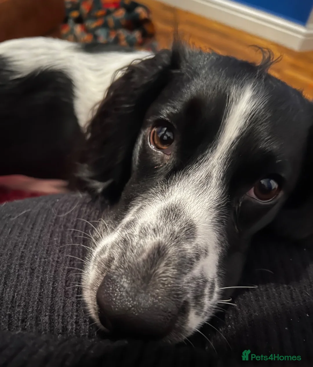 Cocker Spaniel dogs for stud: KC Registered Working Cocker Spaniel for Stud - Advert 4