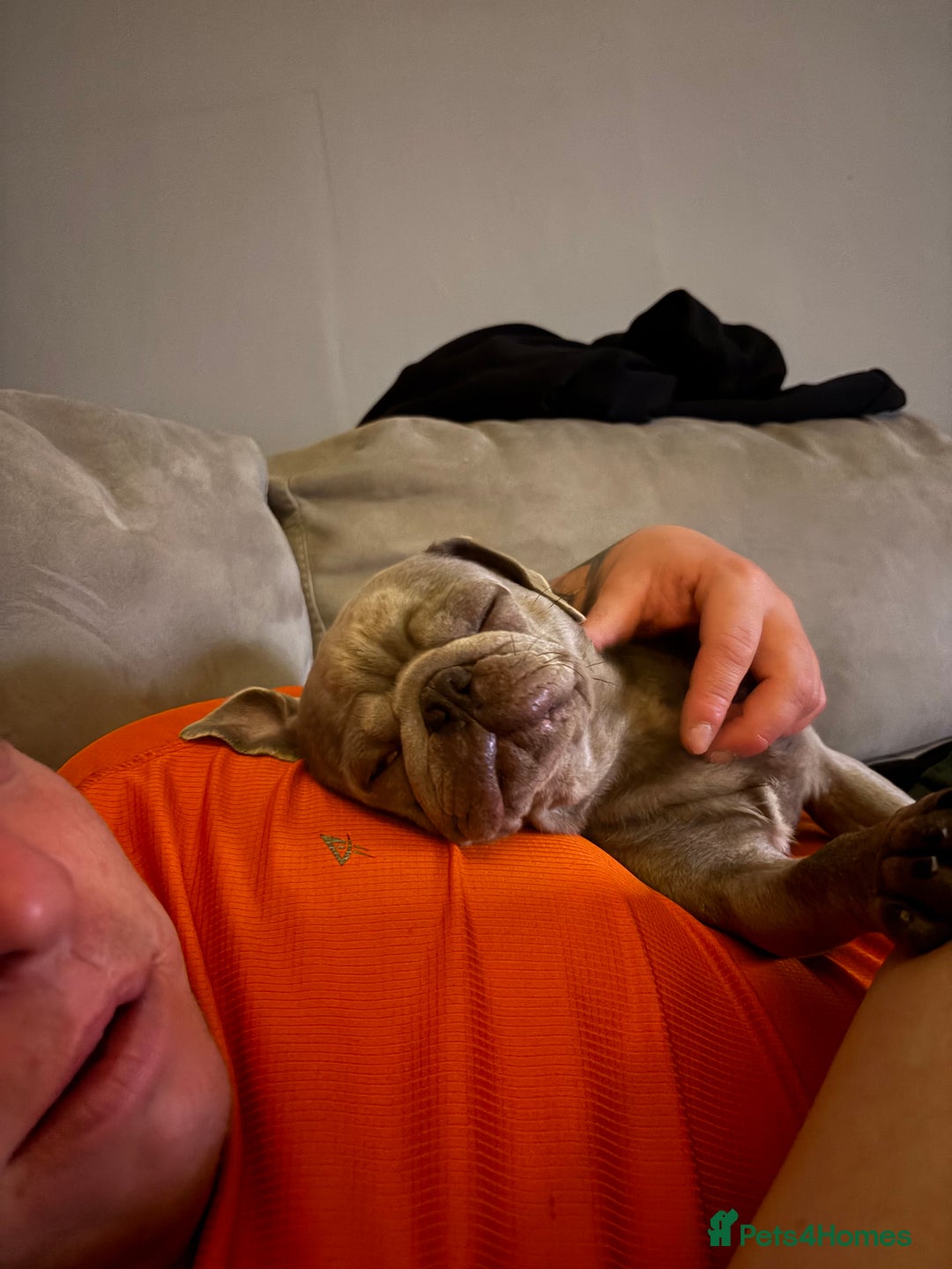 Pug dogs for sale:  looking to rehome my pug - Image 4