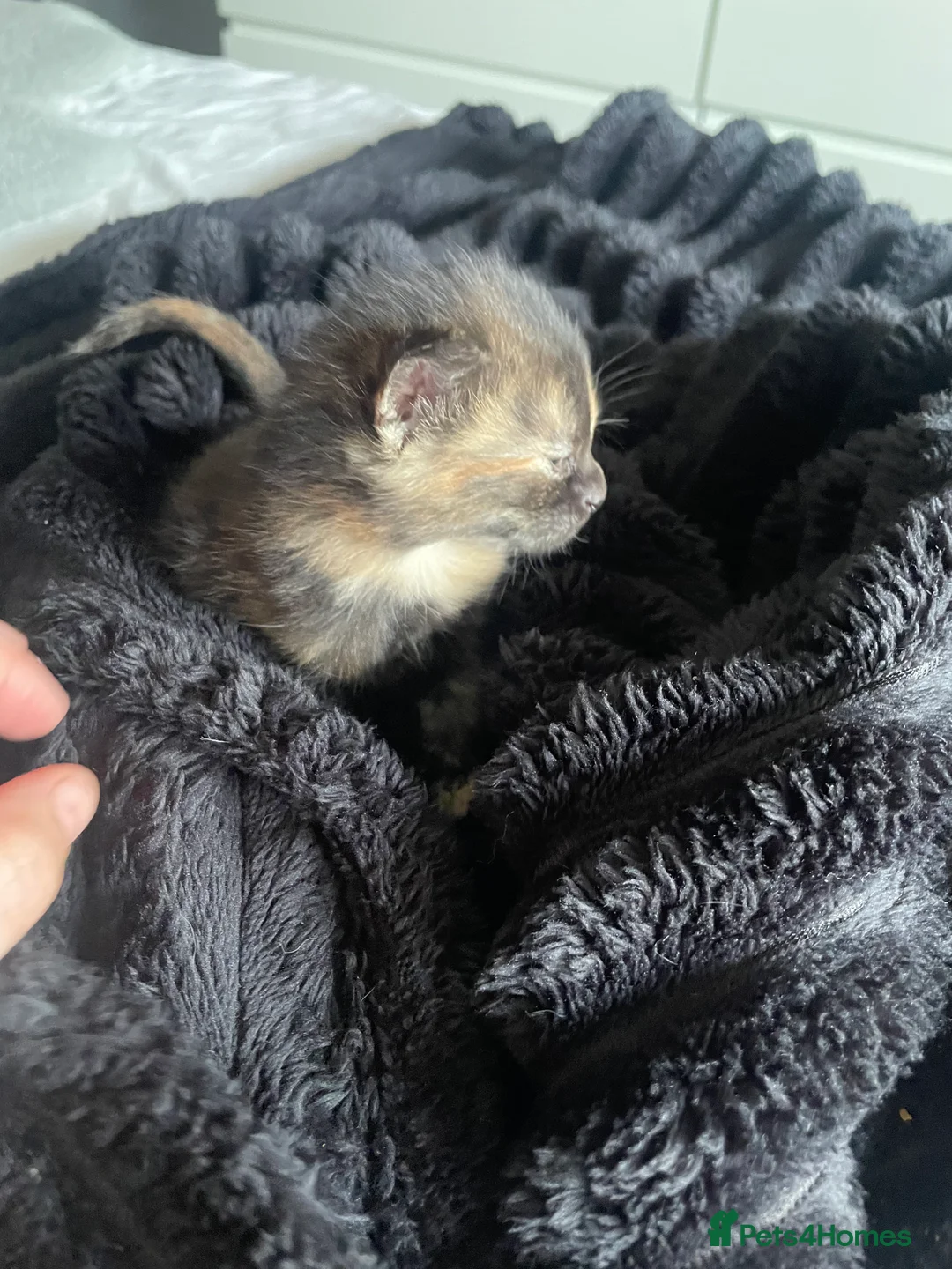 Mixed Breed cats for sale: 4 kitty’s for sale  - Advert 3