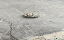 Hermann Tortoise reptiles for sale: 5 Spur Thighed Tortoises  - Image 31