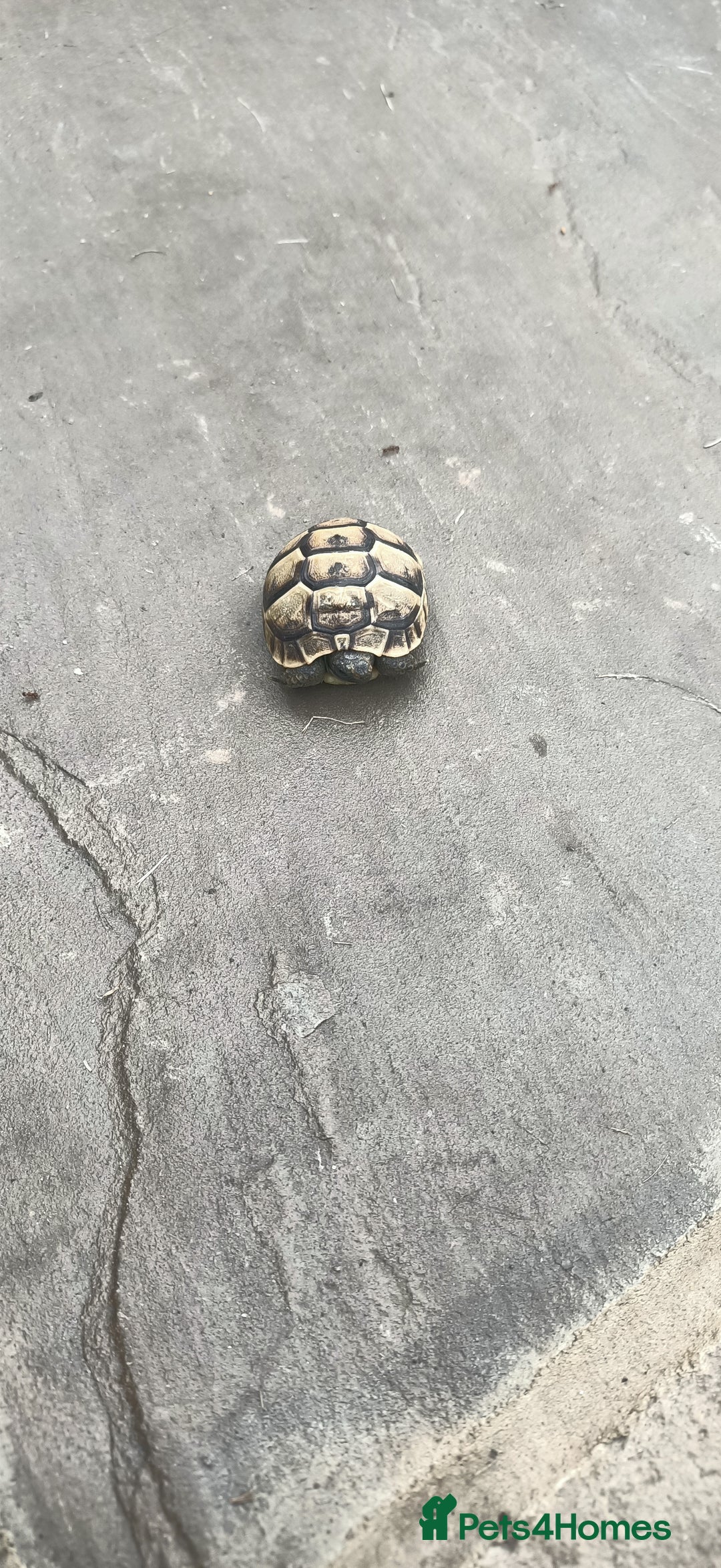 Hermann Tortoise reptiles for sale: 5 Spur Thighed Tortoises  - Image 31