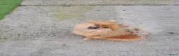 Pomeranian dogs for sale: True teddy face pom in Ashford - Advert 7