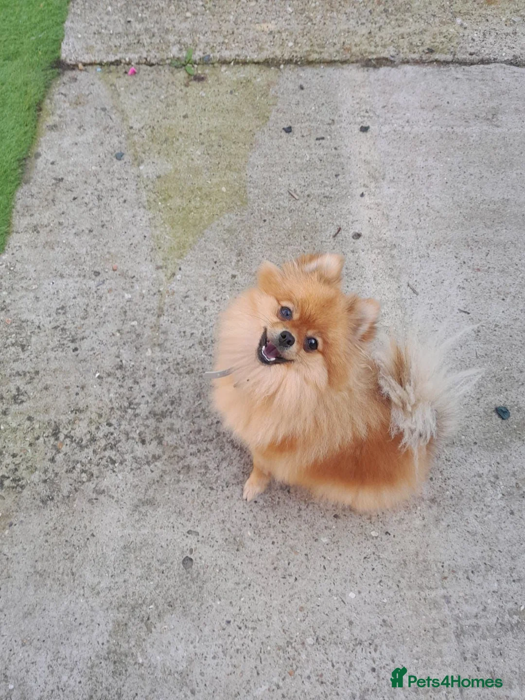 Pomeranian dogs for sale: True teddy face pom in Ashford - Advert 7