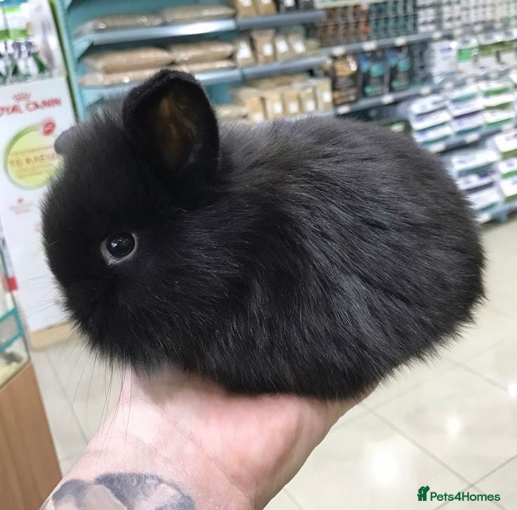 Netherland Dwarf rabbits Baby rabbits bunnies  - Advert 1