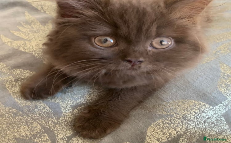 British Longhair cats - Advert 3