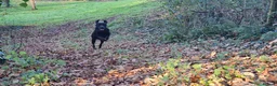 Labrador Retriever dogs for stud: KC 0/0 Hips/ Elbows, Health tested Labrador  - Advert 10