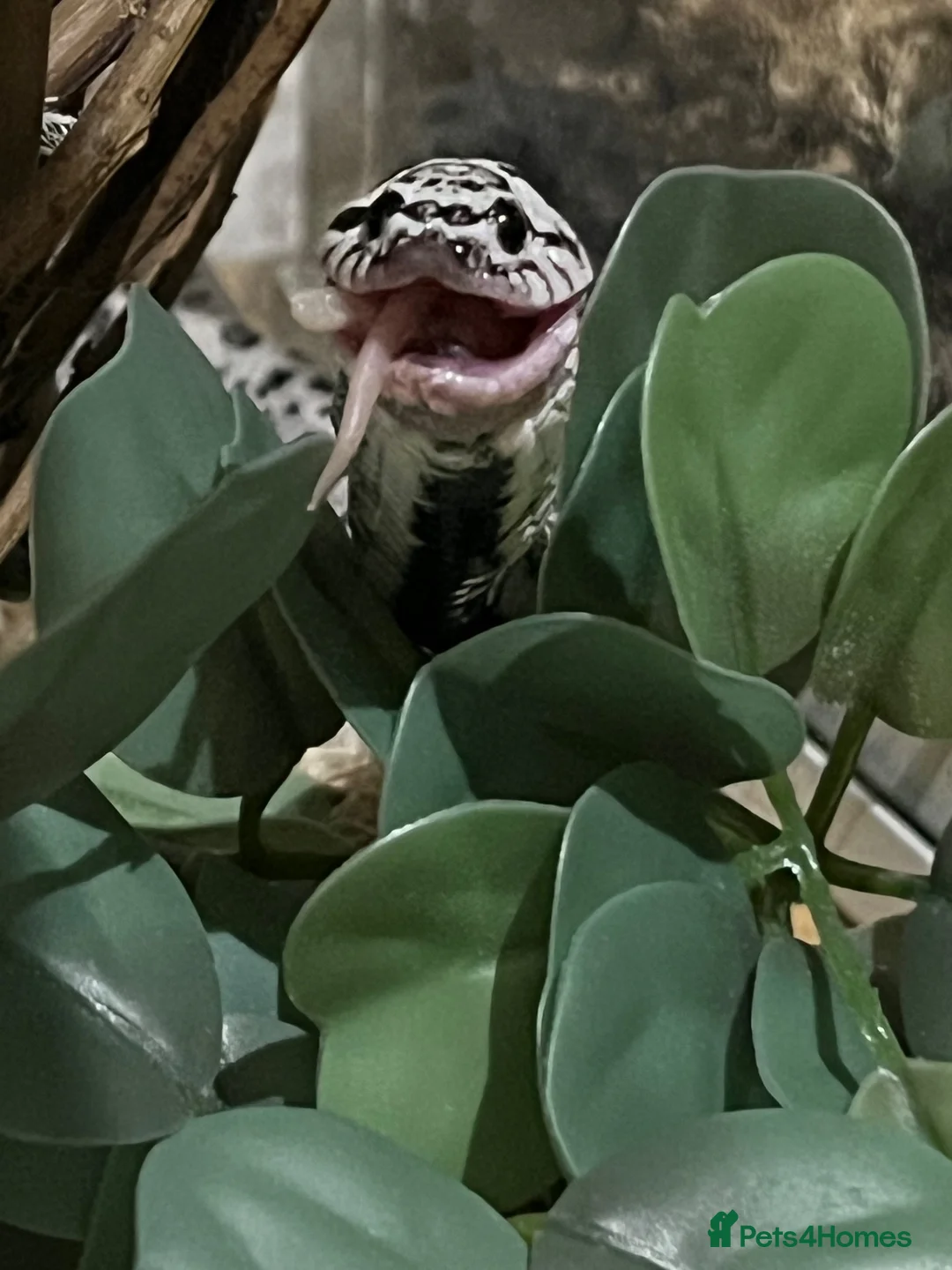 Snake reptiles for sale: Super arctic hognose - Advert 5