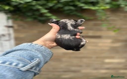 French Bulldog dogs for sale: 3 beautiful French bulldog puppies  - Image 15