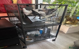 Rat rodents for sale: Rats looking for a new home  - Image 6