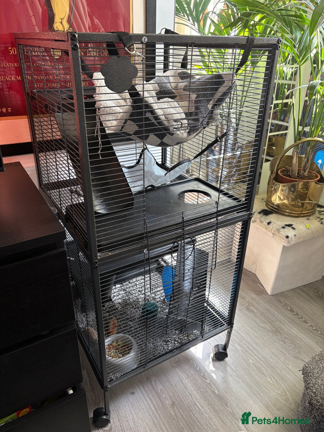 Rat rodents for sale: Rats looking for a new home  - Image 6