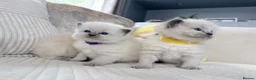 Ragdoll cats for sale: Blue Point Ragdoll Kittens for sale - Advert 15