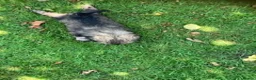 Shihpoo dogs for sale: SHIH POO PUPPIES  RARE SHADES & A DOBIE in Fordingbridge - Advert 5