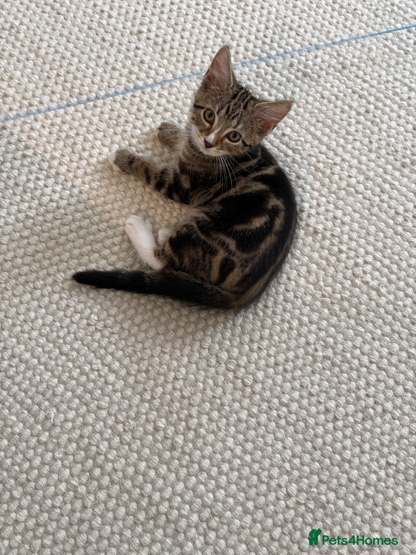Mixed Breed cats Adorable tabby boy  - Advert 2