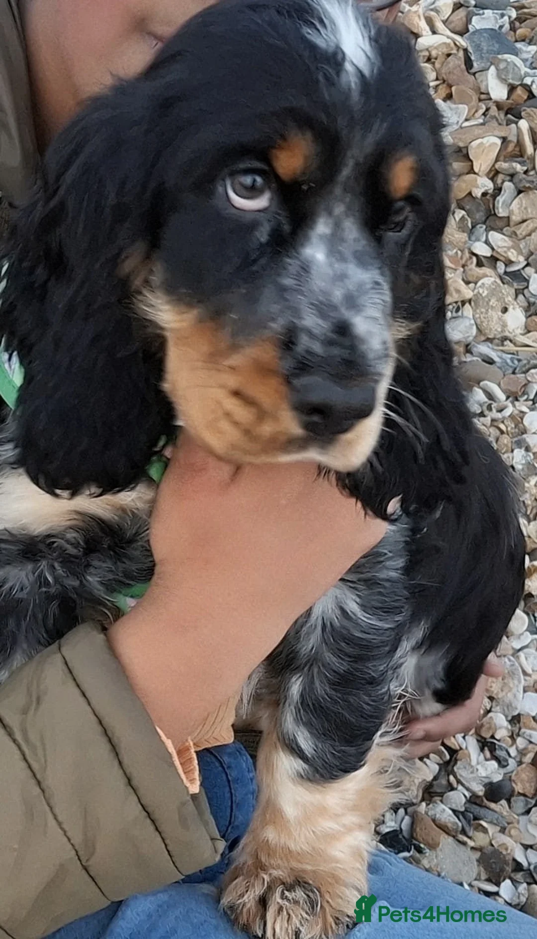 Cocker Spaniel dogs for stud: Show type cocker spaniel  - Advert 4