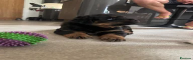 Rottweiler 1