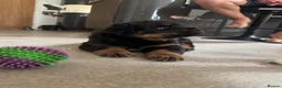 Rottweiler dogs for sale: KC Registered Rottweiler Puppies - Advert 5