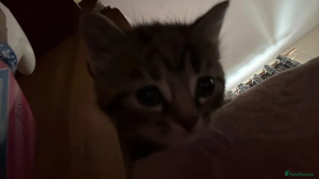 Mixed Breed cats for sale: female kitten for adoption in Thornton Heath - Advert 7