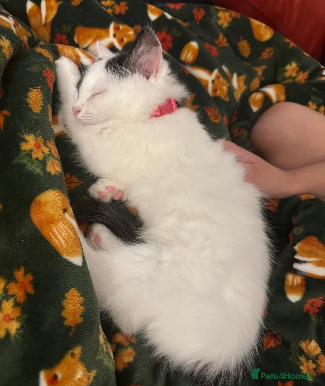 Mixed Breed cats for sale: Beautiful male kitten  - Advert 2