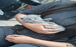 British Shorthair cats for sale: GCCF BSH Kittens pet homes only  - Image 12