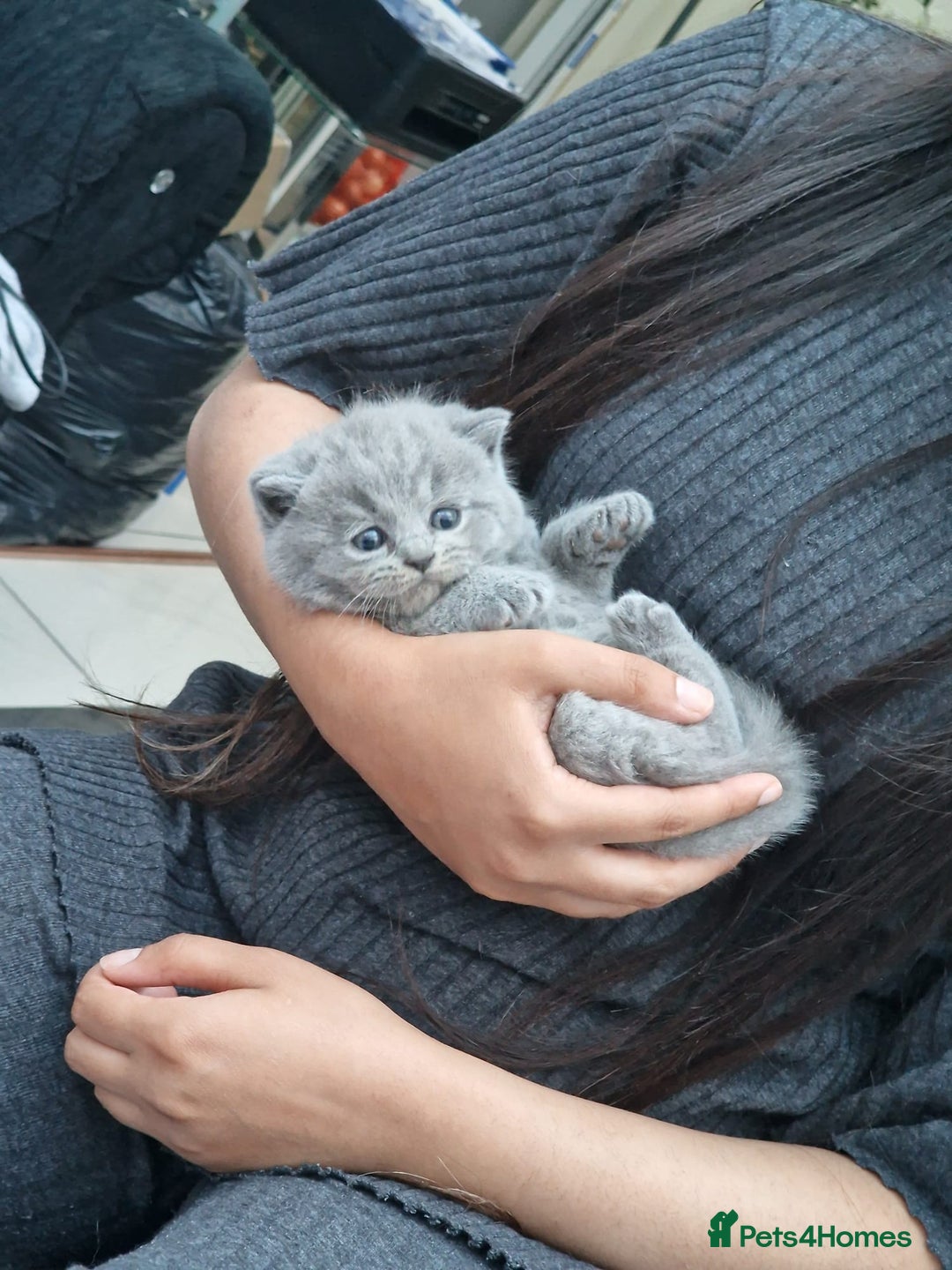 British Shorthair cats for sale: GCCF BSH Kittens pet homes only  - Image 12