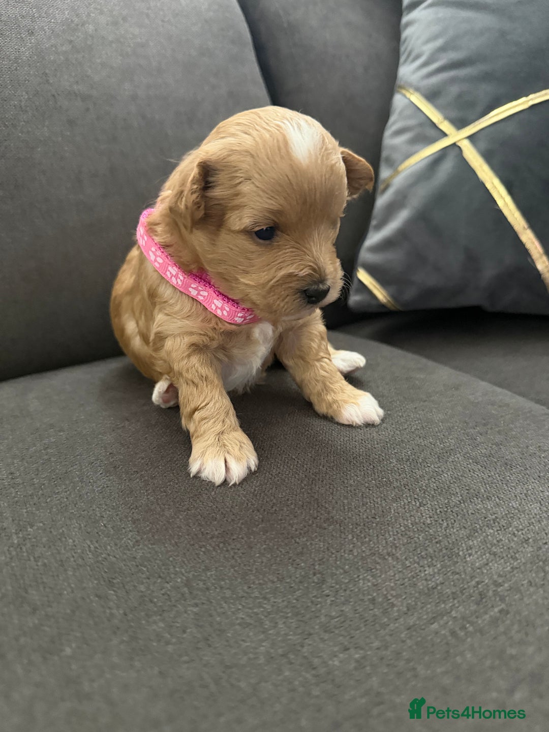 Maltipoo dogs for sale: Beautiful Tiny Maltipoo Tree girls 🐶🐾💝💝💝 - Advert 15