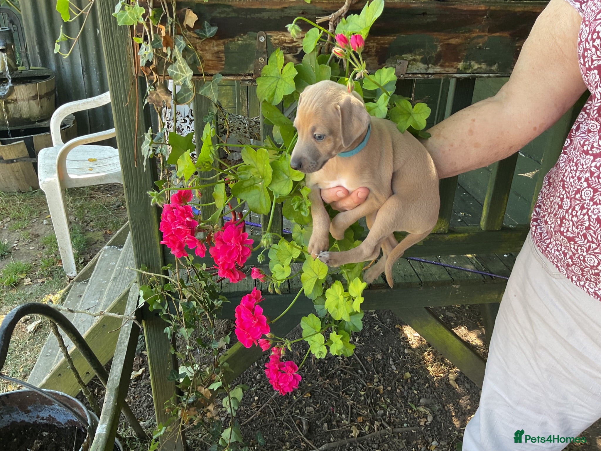 Italian Greyhound dogs Gorgeous Kc reg Italian greyhound  - Advert 12