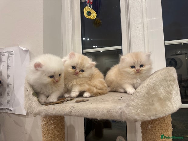 Persian cats - Advert 3