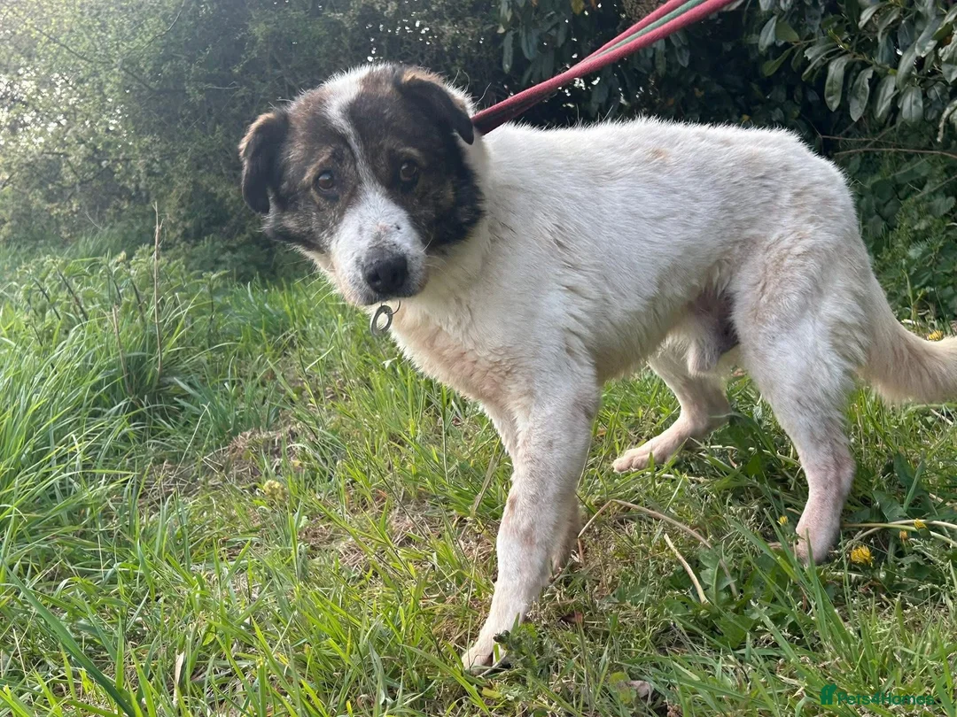 Mixed Breed dogs for adoption: Roger - Norwich Norfolk  in Norwich - Advert 22