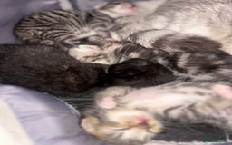 Scottish Fold cats for sale: Scottish Straight Kittens  - Image 14