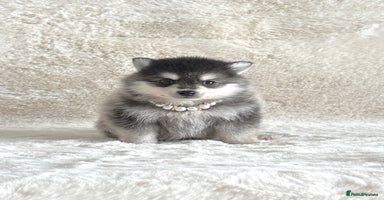 Pomsky dogs - Advert 15