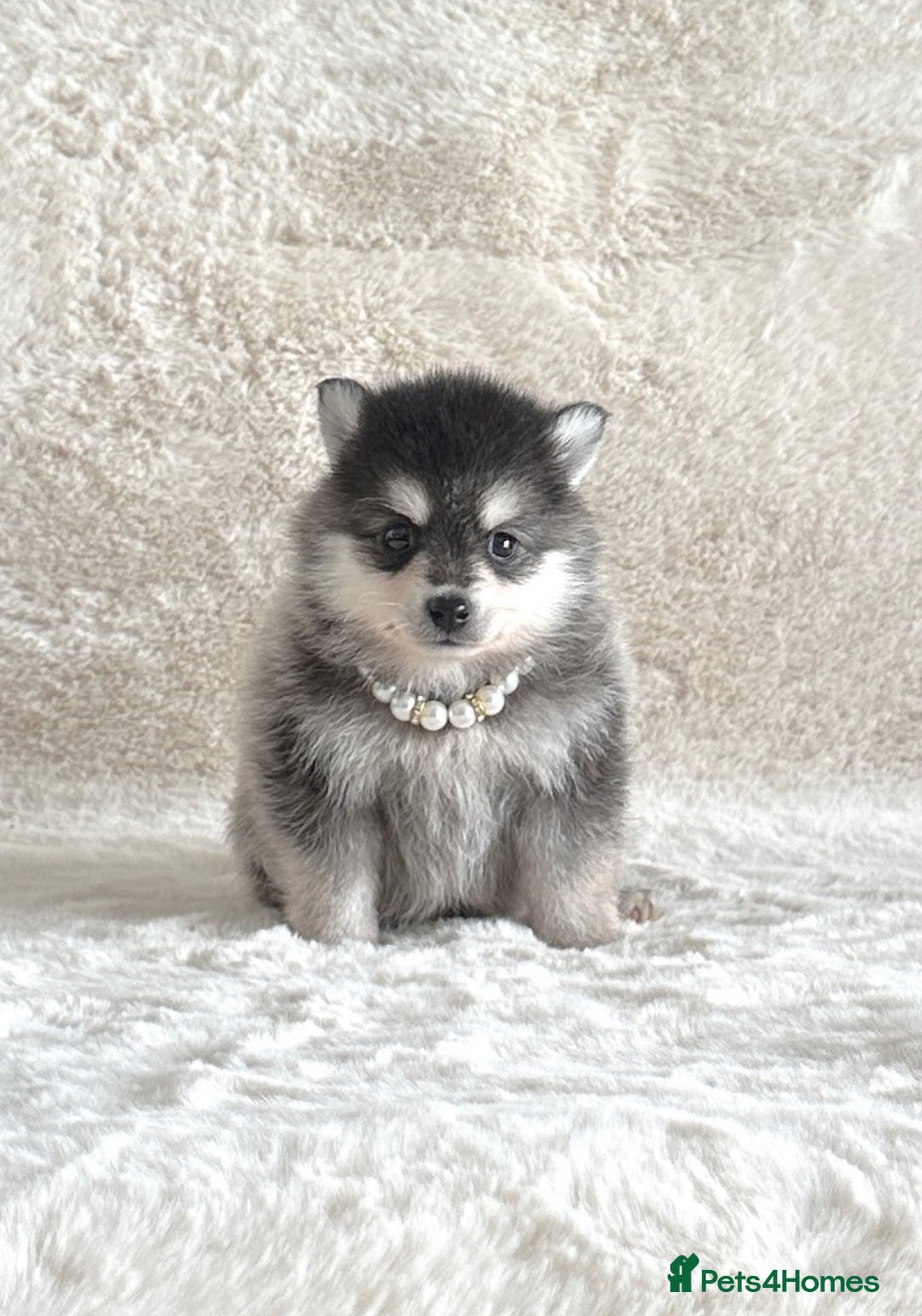 Pomsky dogs for sale: perfect husky markings micro Pomsky puppies  - Image 3