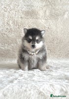 Pomsky dogs perfect husky markings micro Pomsky puppies - Advert 7