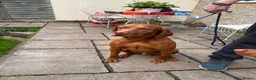 Hungarian Vizsla dogs for sale: Alba’s second litter  in Cullompton - Advert 4
